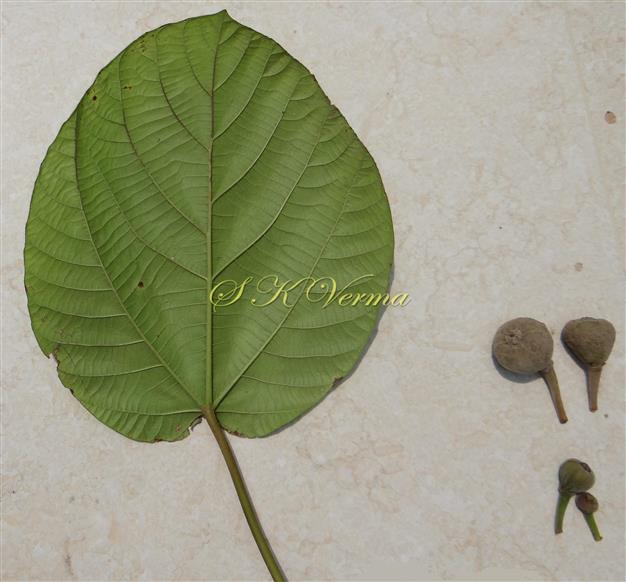  Leaf (Abaxial view) and Hypanthodia